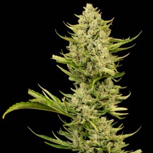 Tangerine Snow F1 Fast feminized Seeds - 5 Seeds