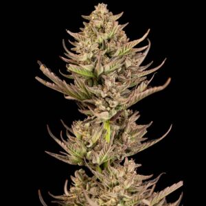 Purple Punch F1 Fast feminized Seeds - 3 Seeds