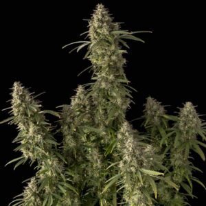 Pineapple OG Auto feminized Seeds - 5 Seeds