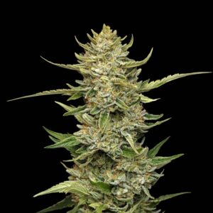 Sour Diesel Auto feminized Seeds - 5 Seeds