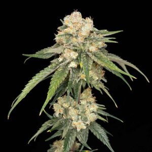 Ice Dream Cake feminized Seeds - 3 Seeds