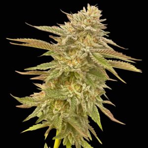 Pineapple OG feminized Seeds - 3 Seeds