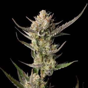 OG Kush feminized Seeds - 25 Seeds