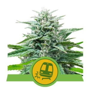 Trainwreck Auto feminized Seeds