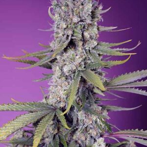 Papaya Zoap F1 FAST feminized Seeds - 5+2 Seeds