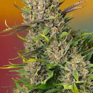 Papaya Zoap Auto feminized Seeds - 5+2 Seeds
