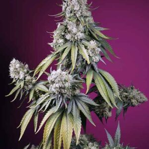 Jealousy Z XL Auto feminized Seeds - 5+2 Seeds