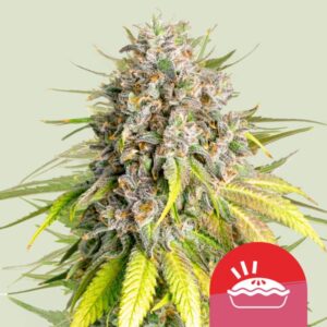Punch Pie feminized Seeds - 5 Seeds
