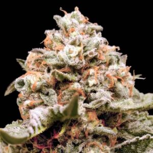 Rainbow Mints Auto feminized Seeds