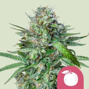 Tangie feminized Seeds - 3 Seeds
