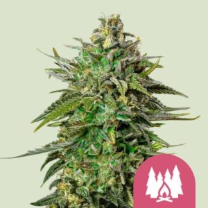 Larry OG feminized Seeds