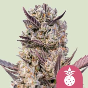 Tropicana Cookies Purple feminized Seeds