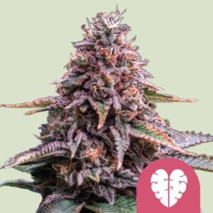 Pink Mist feminized Seeds