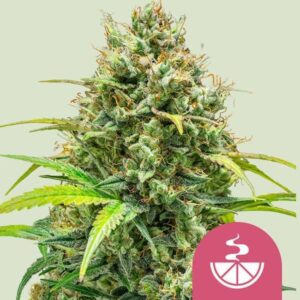 Lemon Skunk feminized Seeds