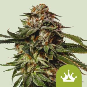 Special Queen 1 Auto feminized Seeds