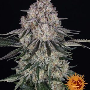 Sour Diesel Auto feminized Seeds - 5 Seeds