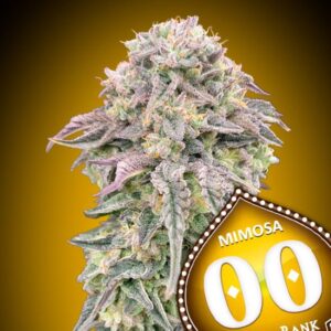 Mimosa feminized Seeds