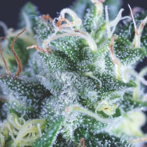 Gelato Auto feminized Seeds - 5+2 Seeds