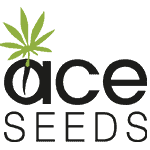 African Gas Feminized Seeds