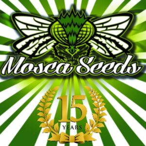 Baja Blast S1 feminized Seeds