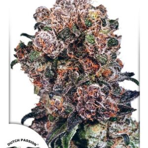 Blueberry feminized Seeds