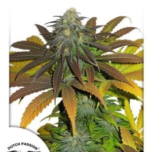 Californian Orange feminized Seeds