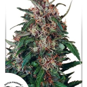 Holland's Hope Feminized Seeds