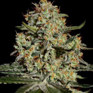 Big Bang feminized