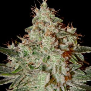 Lemon Skunk feminized Seeds