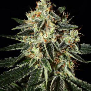 Cheese feminized Seeds
