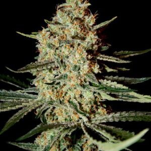 Himalayan Gold feminized Seeds