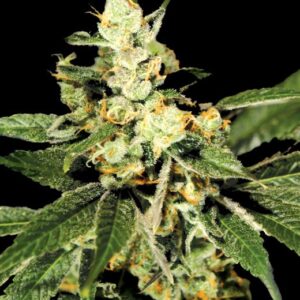 Trainwreck feminized Seeds