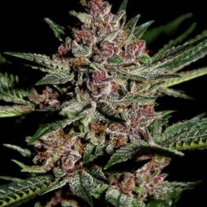 Bubba Kush feminized Seeds