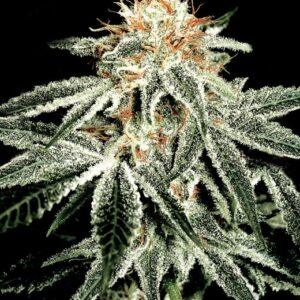 White Widow feminized Seeds