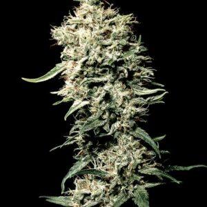 White Rhino feminized Seeds