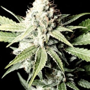 Great White Shark feminized Seeds