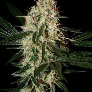 Arjan's Ultra Haze #1 feminized Seeds