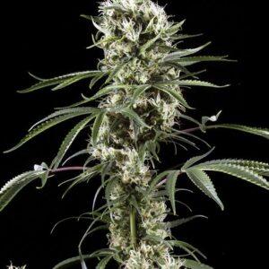 Super Lemon Haze feminized Seeds