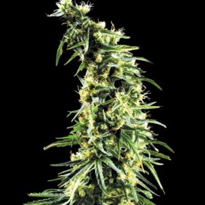Hawaiian Snow feminized Seeds