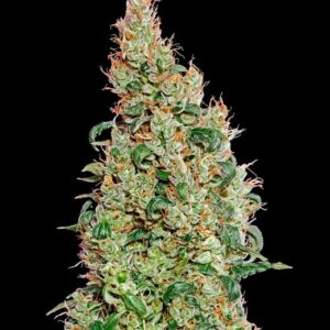 Green-O-Matic Auto feminized Seeds