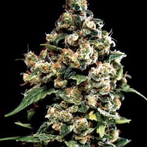 Jack Herer feminized Seeds