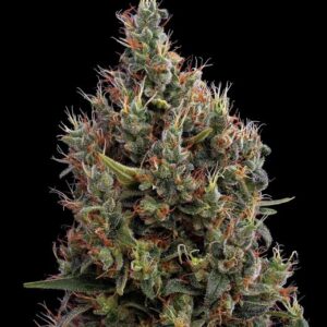 Big Bang Auto feminized Seeds