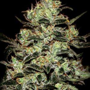 Moby Dick feminized Seeds