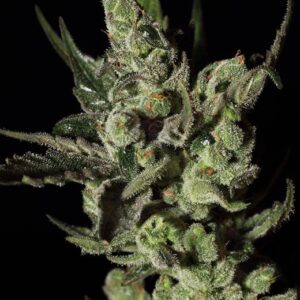 Exodus Cheese feminized Seeds