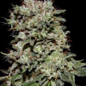Kalashnikova feminized Seeds