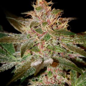 Pure Kush feminized Seeds