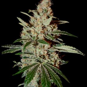Chem Dog feminized Seeds