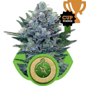 Northern Light Auto feminized Seeds