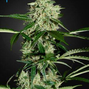Northern Lights Auto feminized Seeds