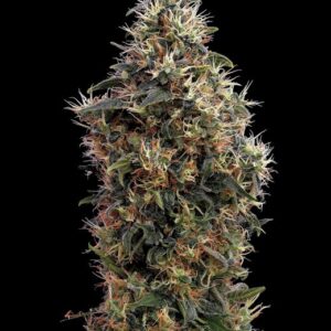 Sweet Mango AUTO feminized Seeds